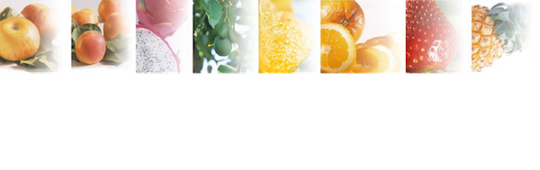 Fleischmann SRL